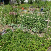 Man sieht ein Foto auf dem eine Garten-Parzelle mit Gemüse, Kräutern und Blumen schön bepflanzt und angelegt wurde.